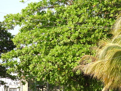 Terminalia catappa