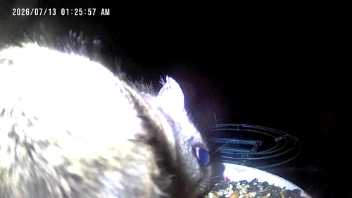 Humboldt's Flying Squirrel observed by cephalogoddess