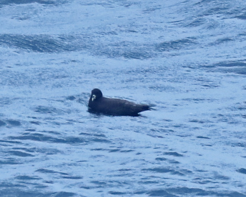 iNaturalist image