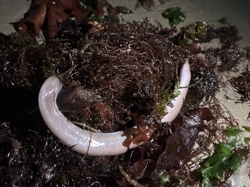 Inshore hagfish (Eptatretus burgeri) — Myxinidae — 2