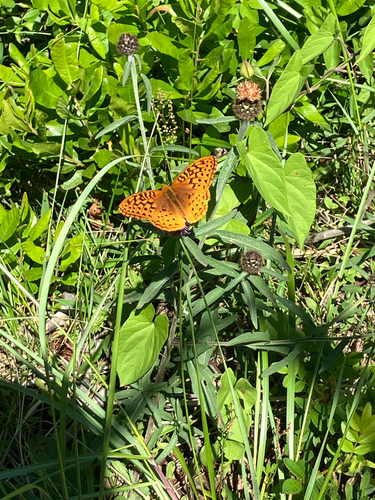 Greater Fritillaries