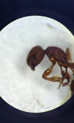 Pogonomyrmex imberbiculus