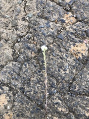 Micropus californicus