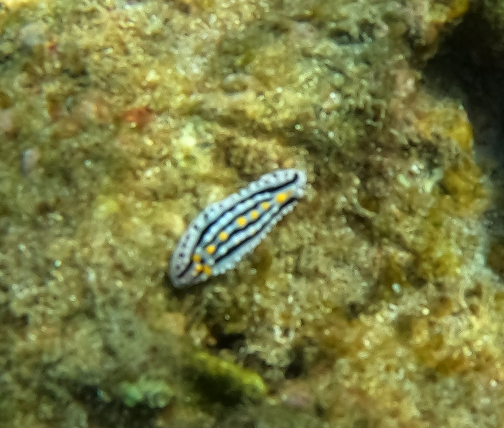 Four-lined Wart Slug