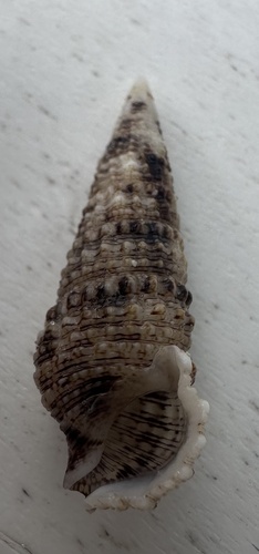 Cerithium eburneum observed 2026-07-13