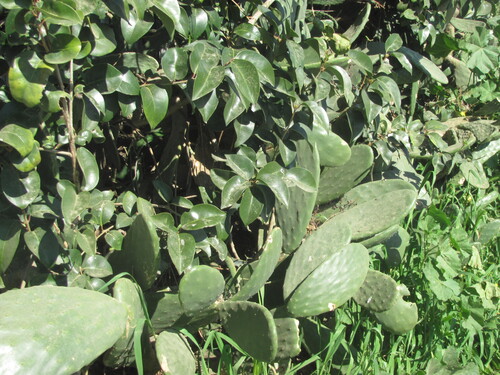 Opuntia ficus-indica