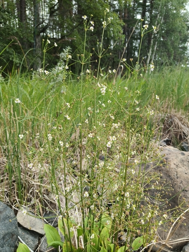 European Water-plantain