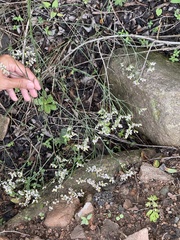 Limonium bicolor