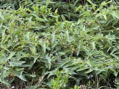 Aristolochia debilis, photograph Jane Charlen, CC BY, iNaturalist via GBIF