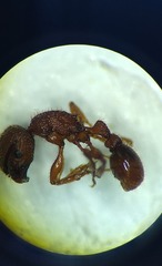Pogonomyrmex imberbiculus