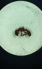Pogonomyrmex imberbiculus