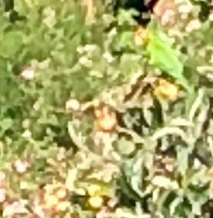 Psittacara erythrogenys