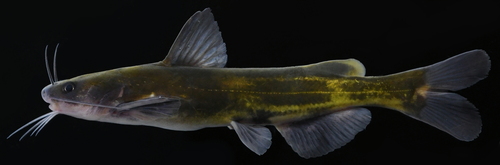 Bareheaded bagrid (Tachysurus nudiceps) — Bagridae — 2