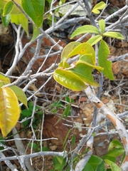 Psidium sartorianum