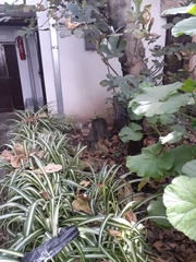 Chlorophytum comosum