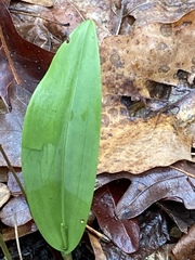 Platanthera clavellata