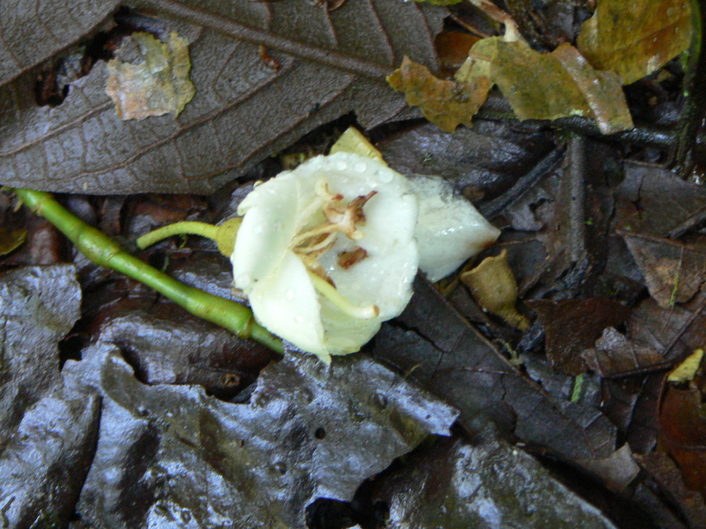 Meriania phlomoides