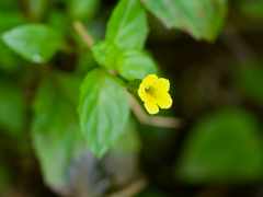 Erythranthe nepalensis, photograph (c) りなべる, some rights reserved (CC BY)