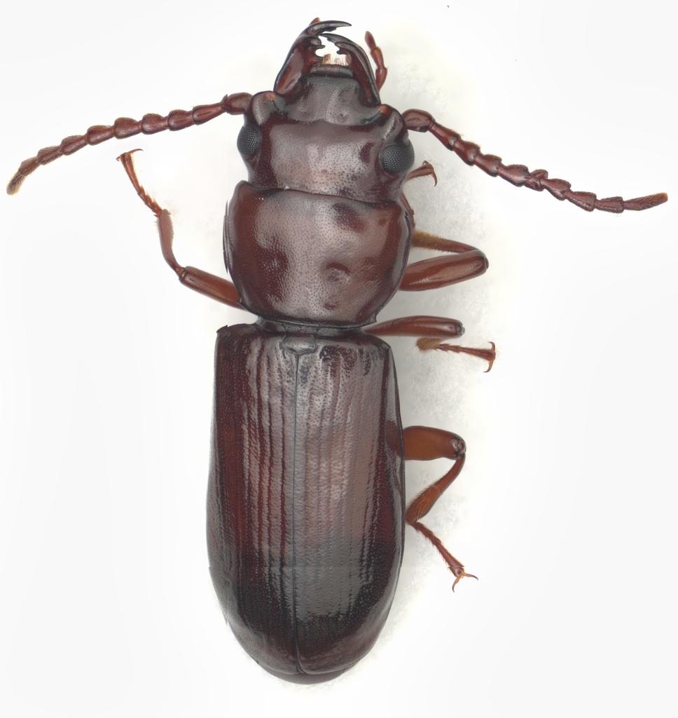 Cheilopoma