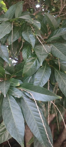 Spiny Fiddlewood