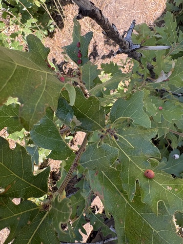 Xanthoteras eburneum