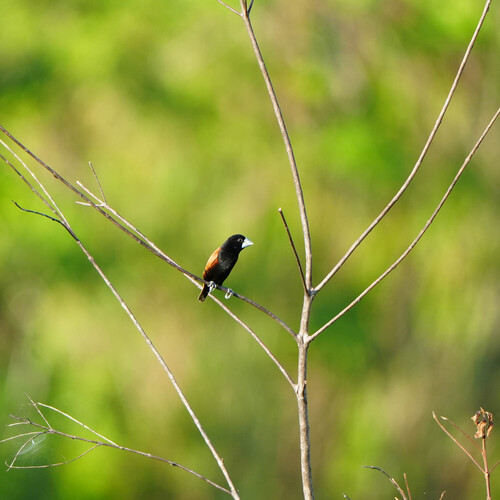 Lonchura grandis, 2026-06-13
