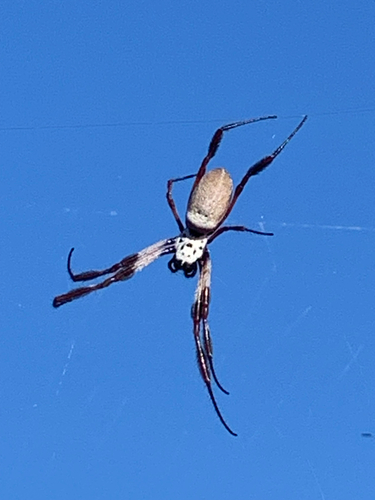 Australian Golden Orbweaver