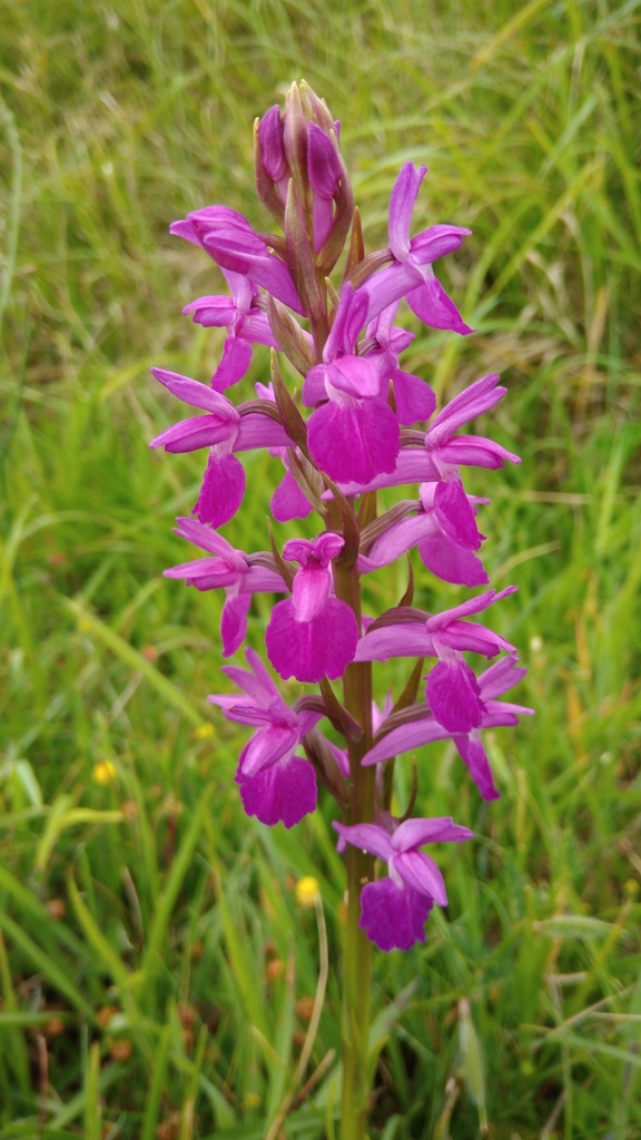Dactylorhiza elata (Poir.) Soó 2
