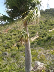 Sabal antillensis