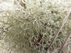 Cladonia arbuscula mitis