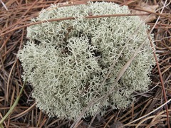 Cladonia arbuscula mitis