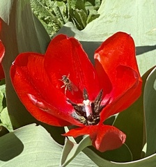 Lasioglossum sisymbrii