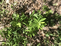 Spigelia marilandica