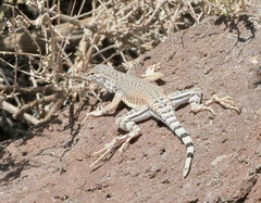 Callisaurus draconoides rhodostictus