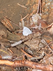 Celastrina echo sidara