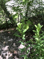 Spigelia marilandica