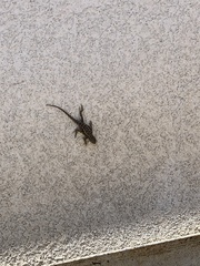 Sceloporus occidentalis