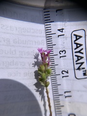 Polygala incarnata