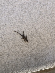 Sceloporus occidentalis