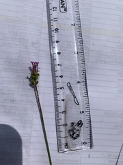 Polygala incarnata