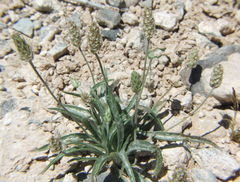 Plantago ovata