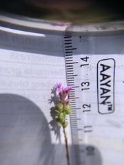 Polygala incarnata