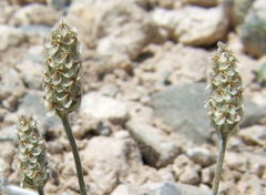 Plantago ovata