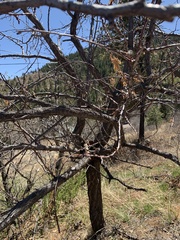 Prunus armeniaca