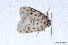 Aemene clarimaculata