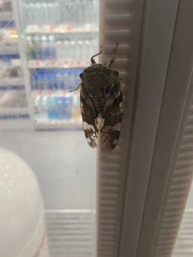 Kaempfer Cicada