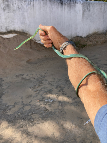Spotted Bush Snake