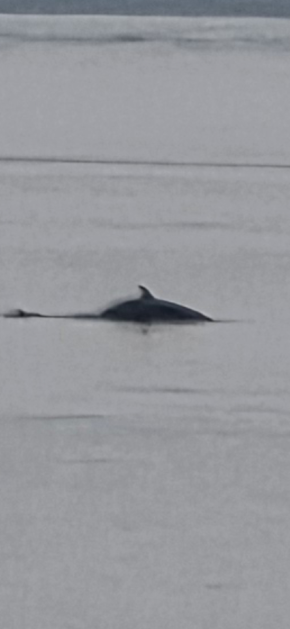 Balaenoptera acutorostrata