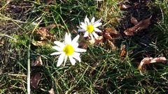 Tripleurospermum inodorum