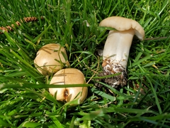Fungi